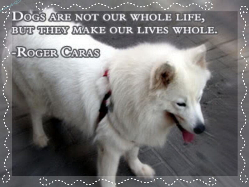 dog quote with white dog