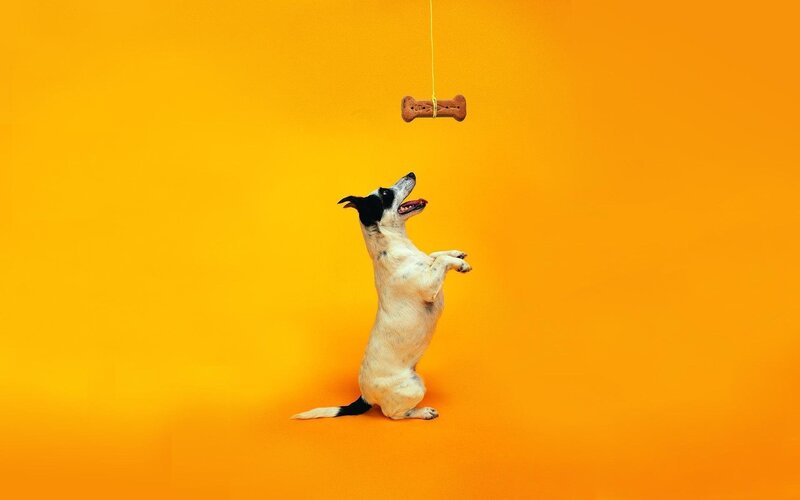 dog reaching for treat