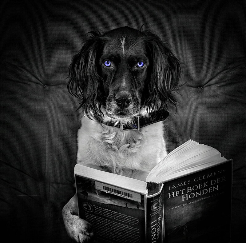 Dog Reading Book