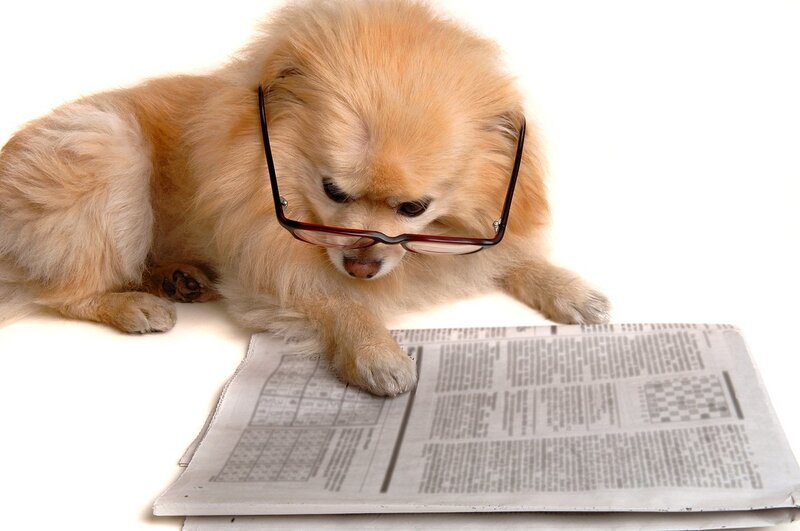 dog reading newspaper