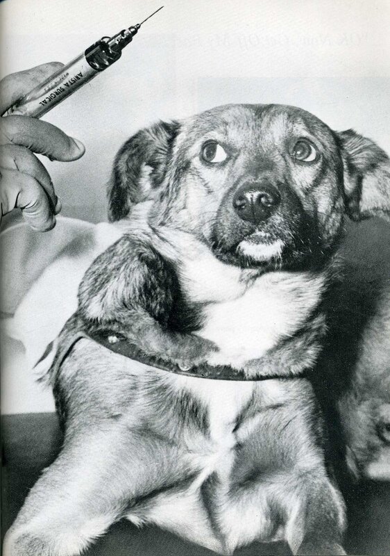 Dog receiving injection