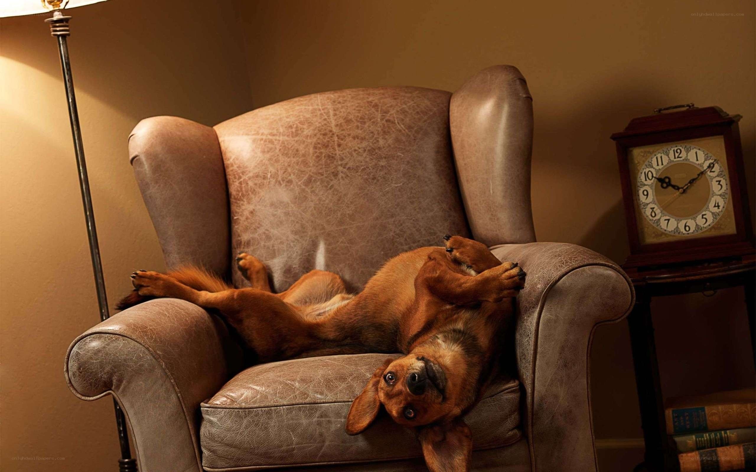 Dog relaxing on armchair