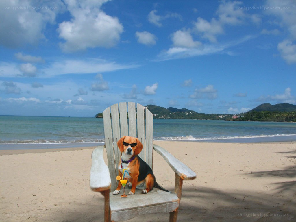 Dog relaxing on beach