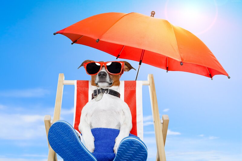 dog relaxing on beach chair