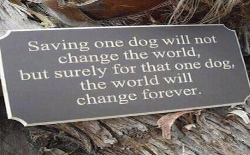 Dog Rescue Sign