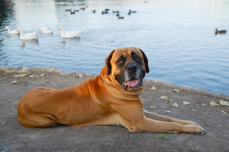 dog resting by a pond