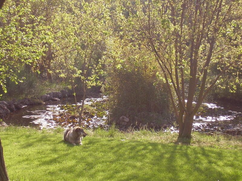 Dog resting by a stream