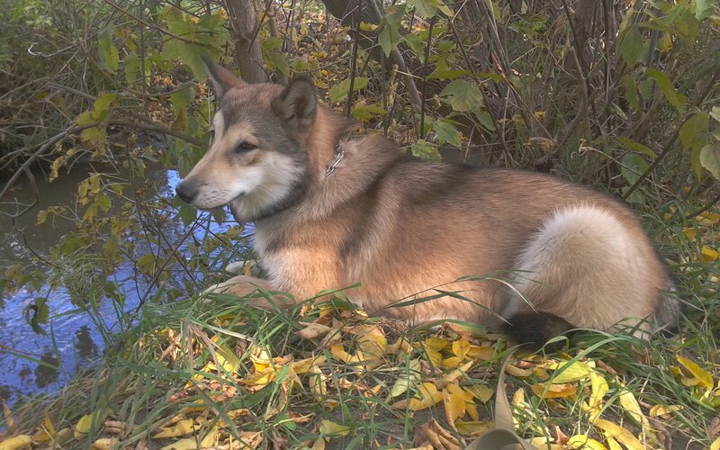 dog resting by a stream