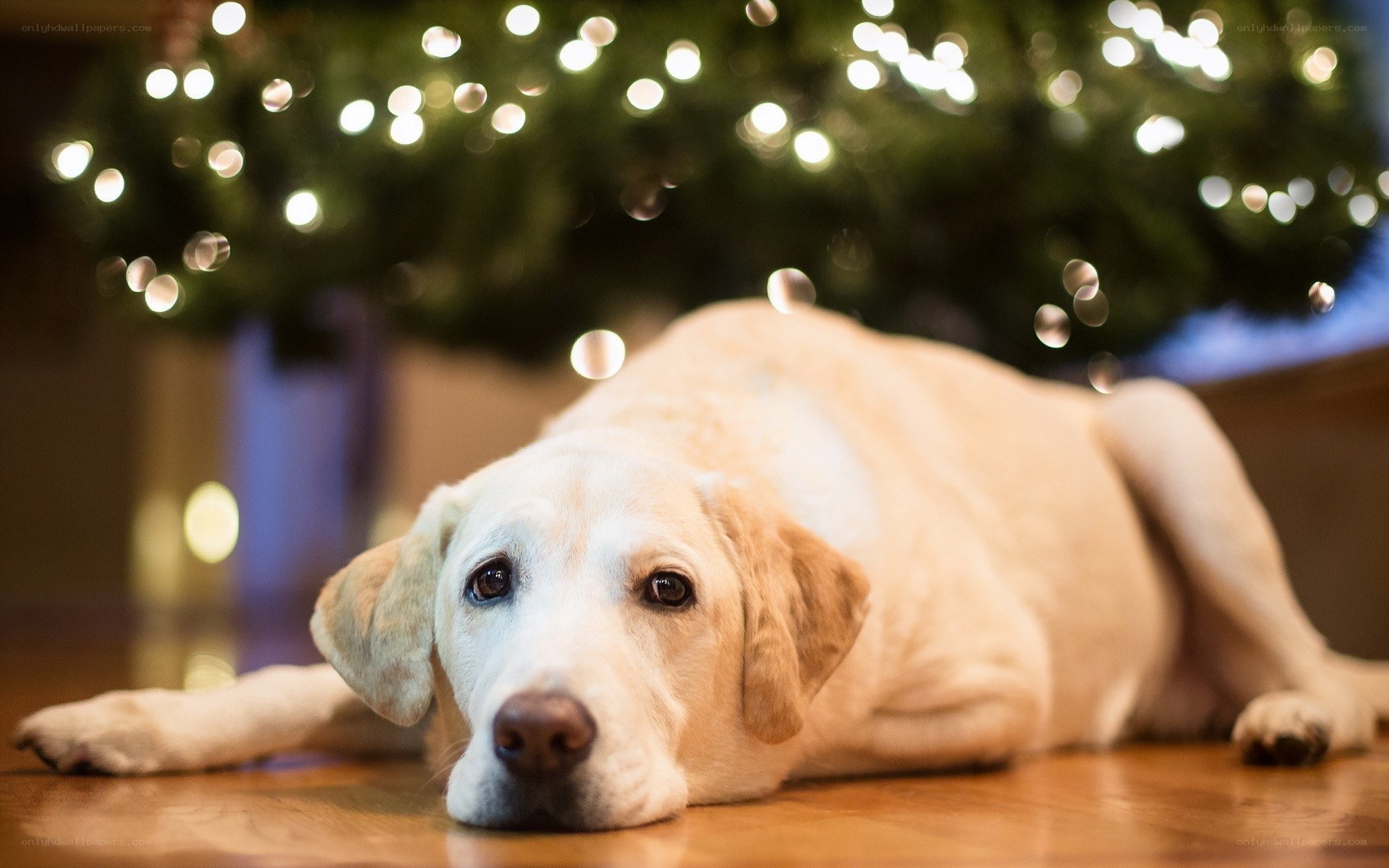 dog resting by Christmas tree