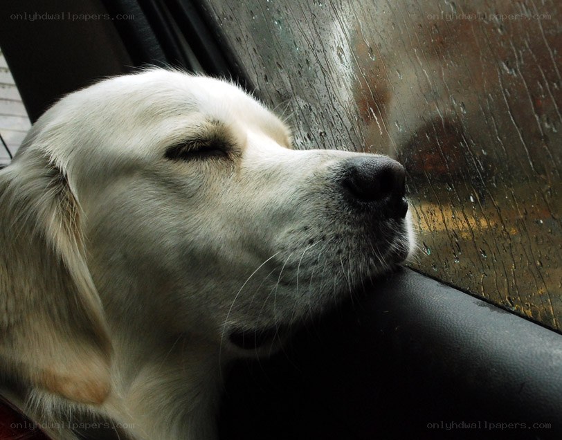 dog resting by rainy window