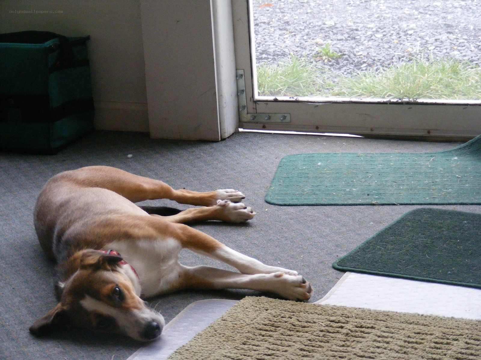 dog resting by the door