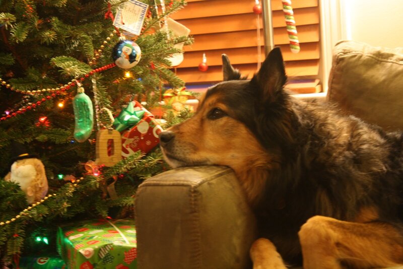 Dog Resting by Tree