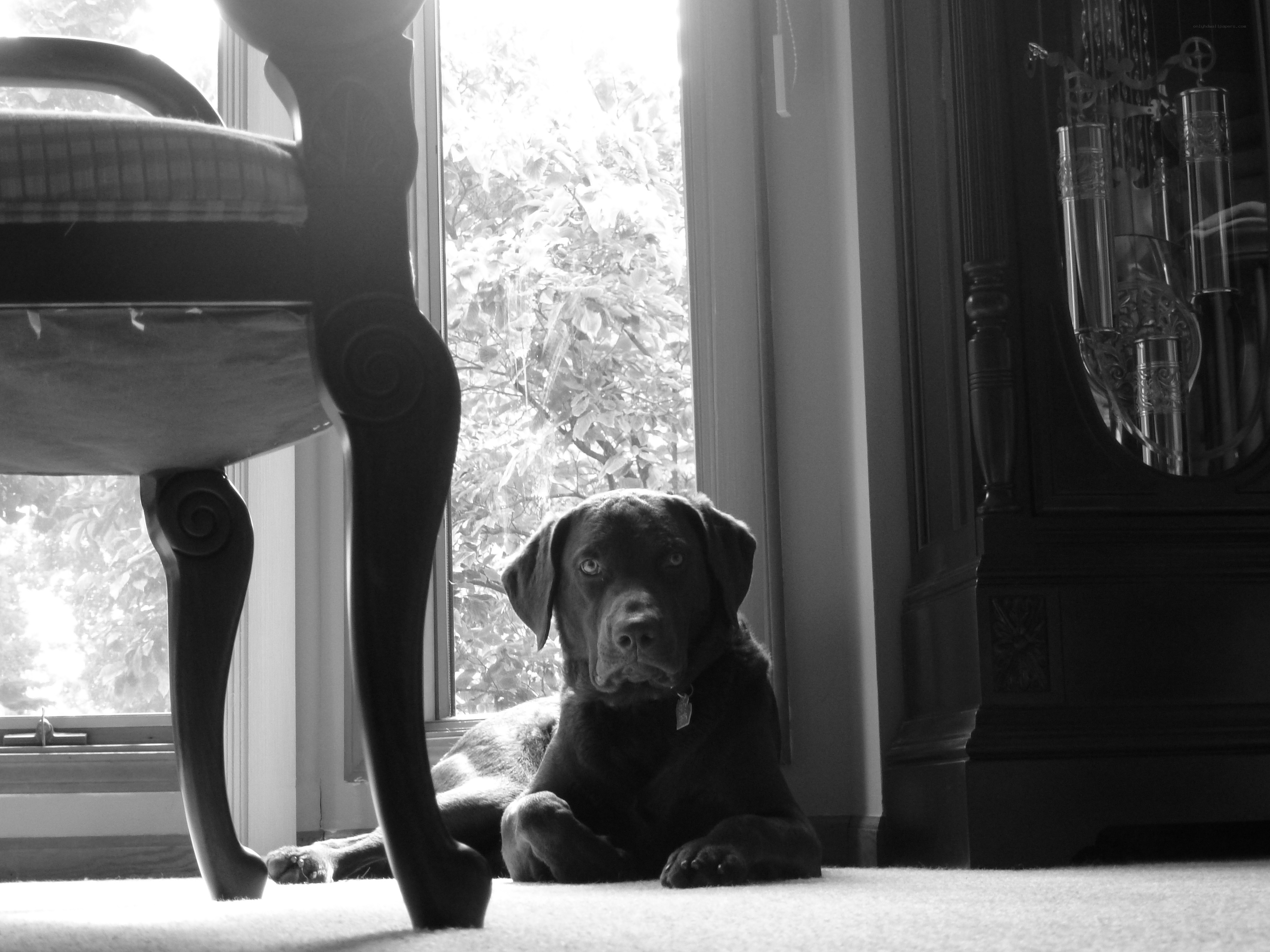 dog resting by window