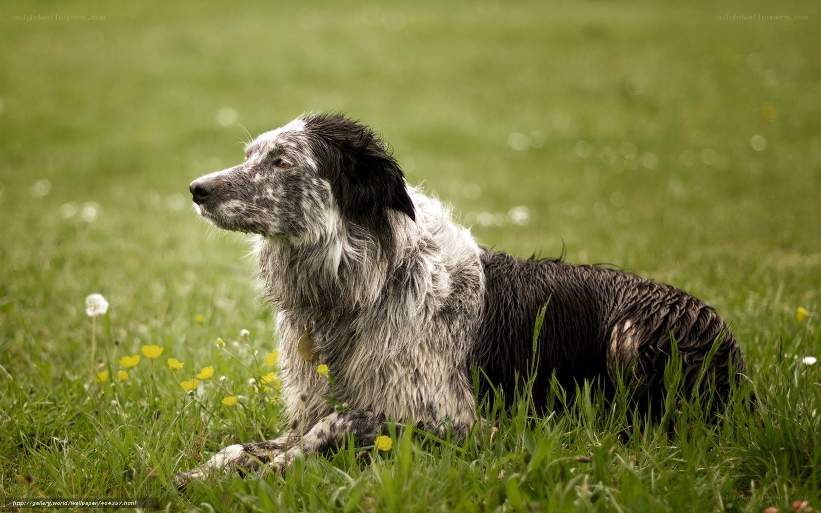 dog resting in a field