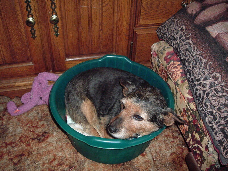 dog resting in a green tub
