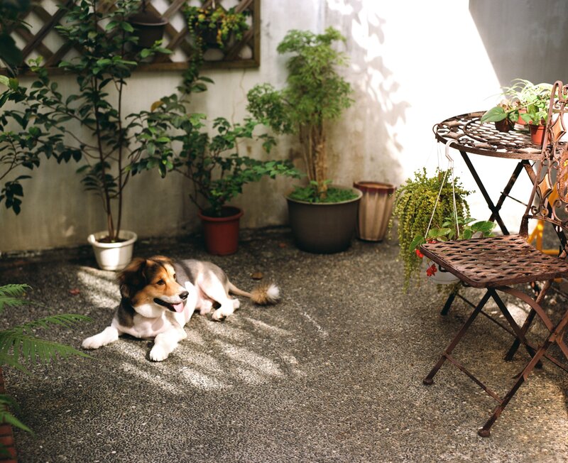 Dog resting in a sunny courtyard