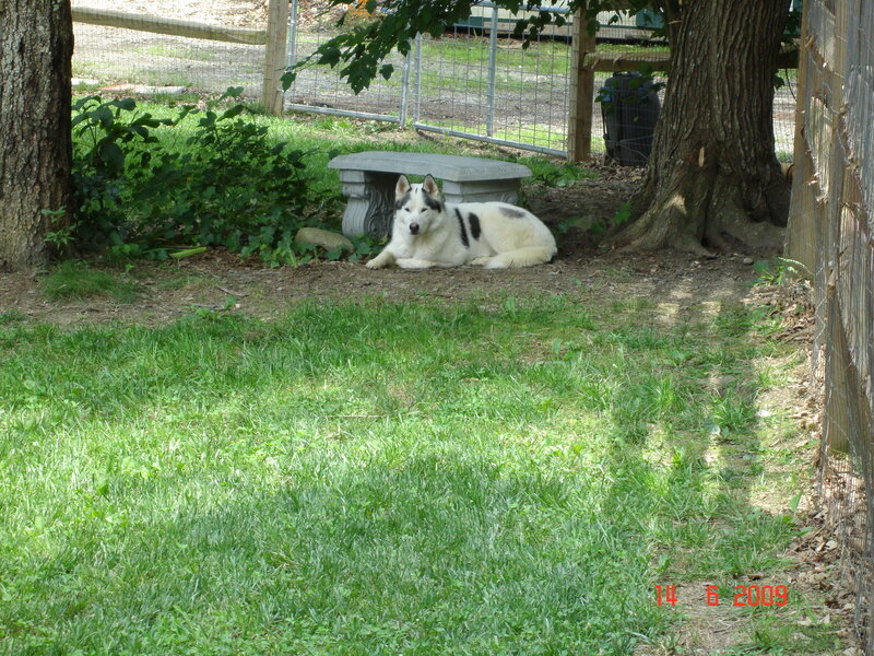 dog resting in a yard