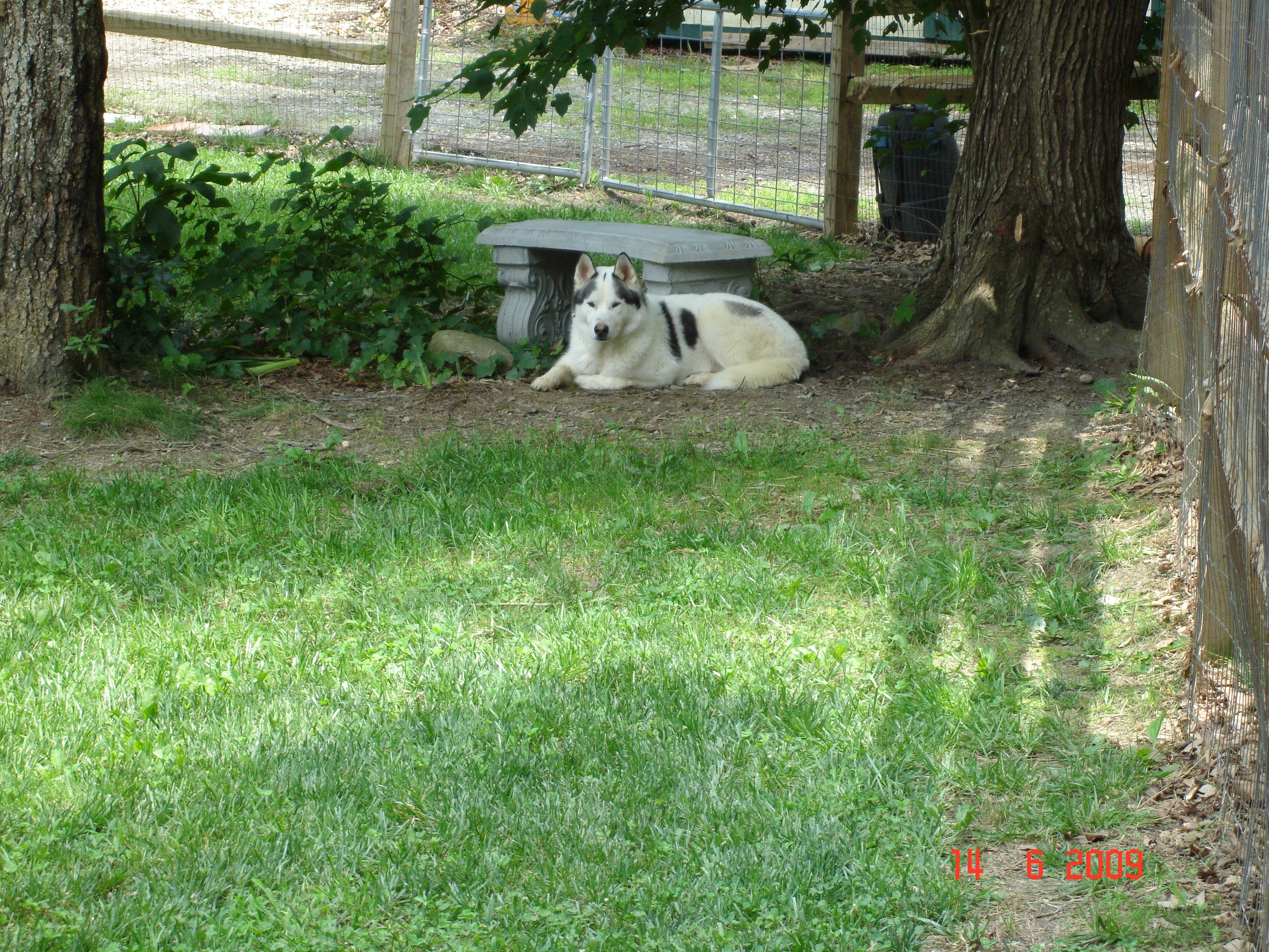 dog resting in a yard