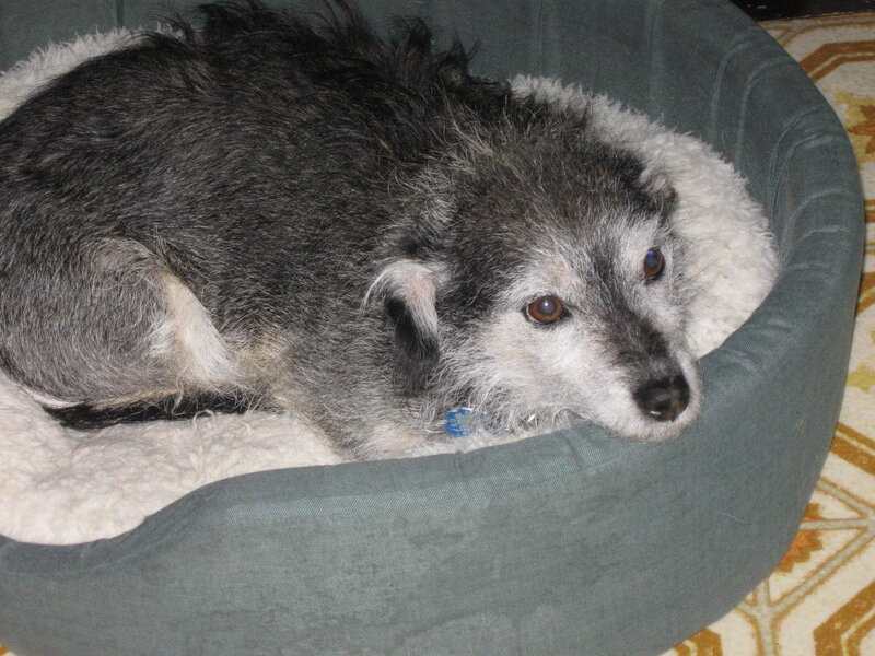 dog resting in bed
