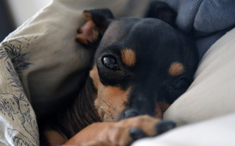 dog resting in blankets