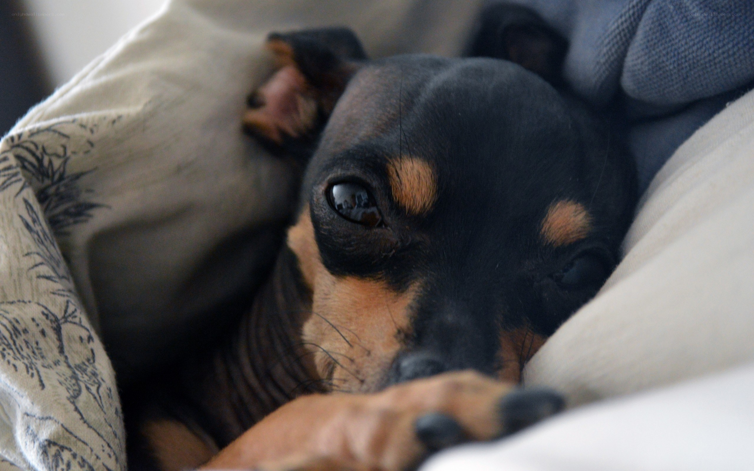 dog resting in blankets