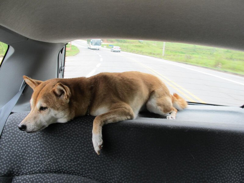dog resting in car