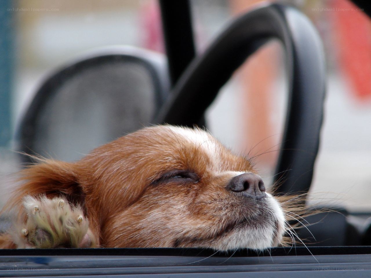dog resting in car window