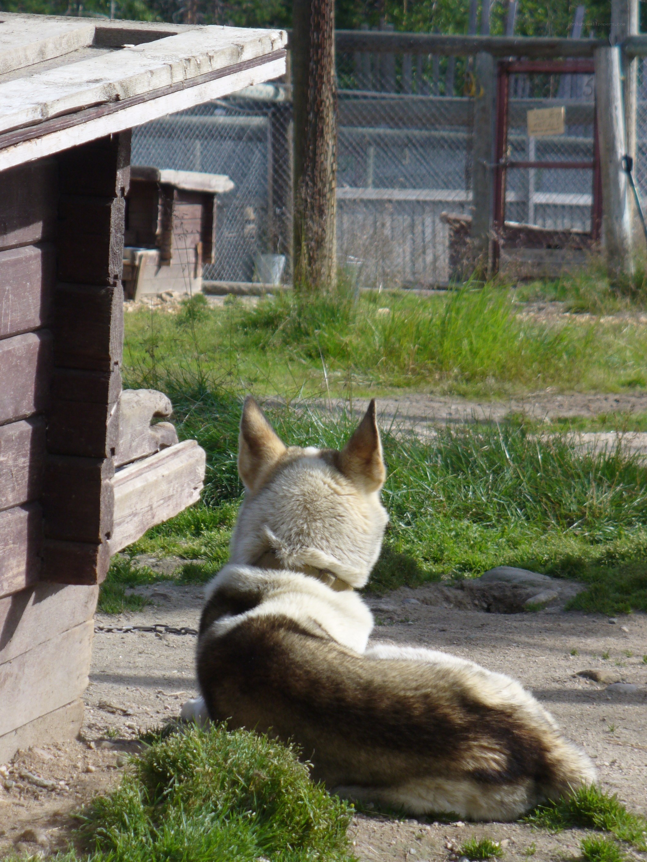 dog resting in enclosure