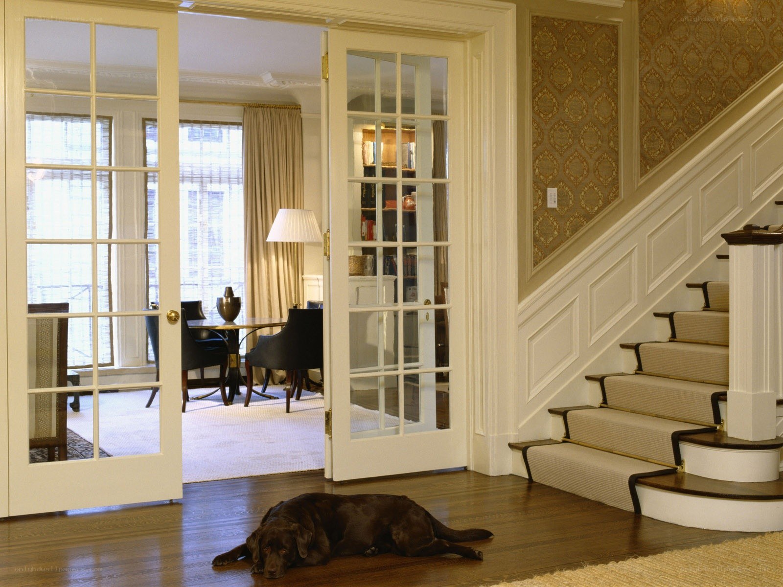 dog resting in foyer