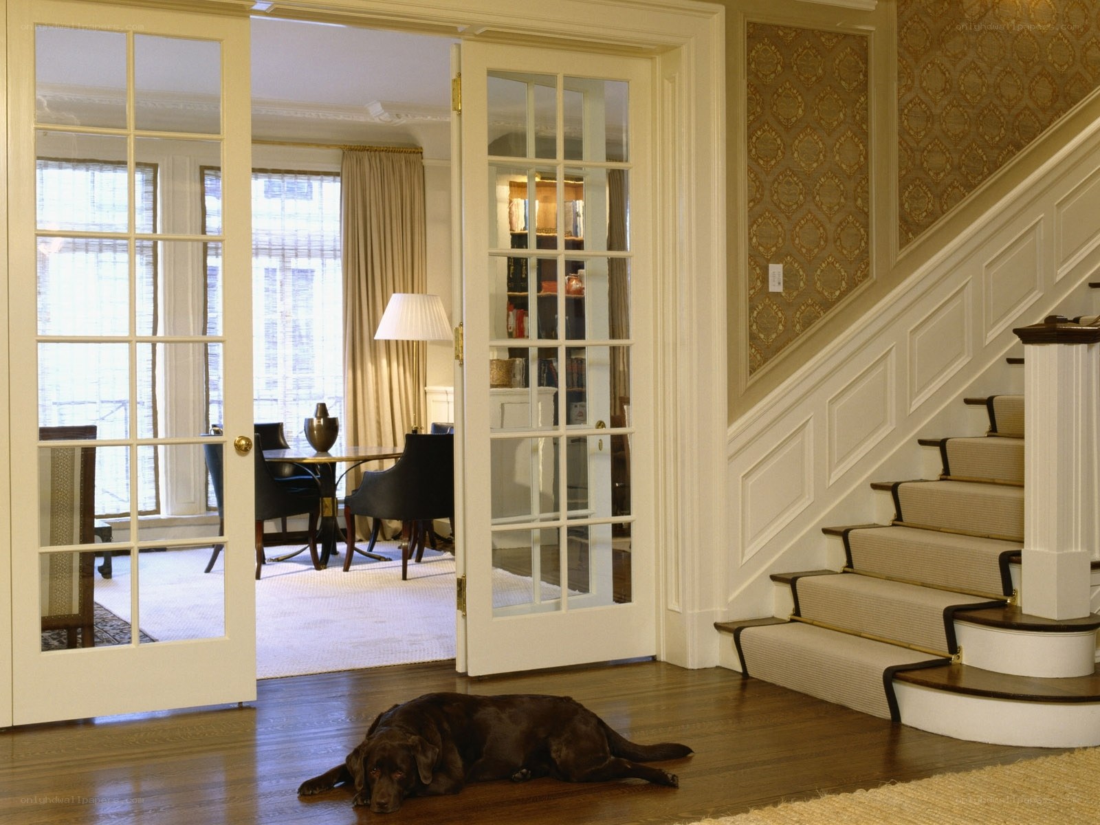 dog resting in foyer