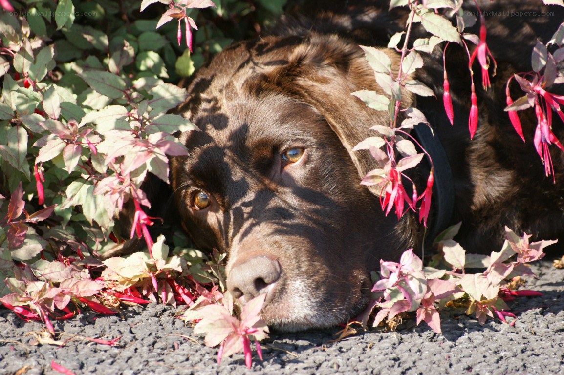 dog resting in fuchsia flowers