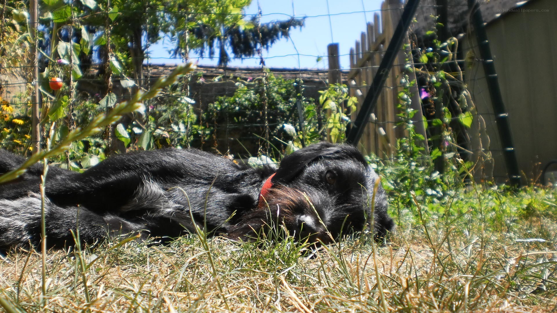 Dog resting in garden