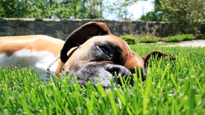 dog resting in grass