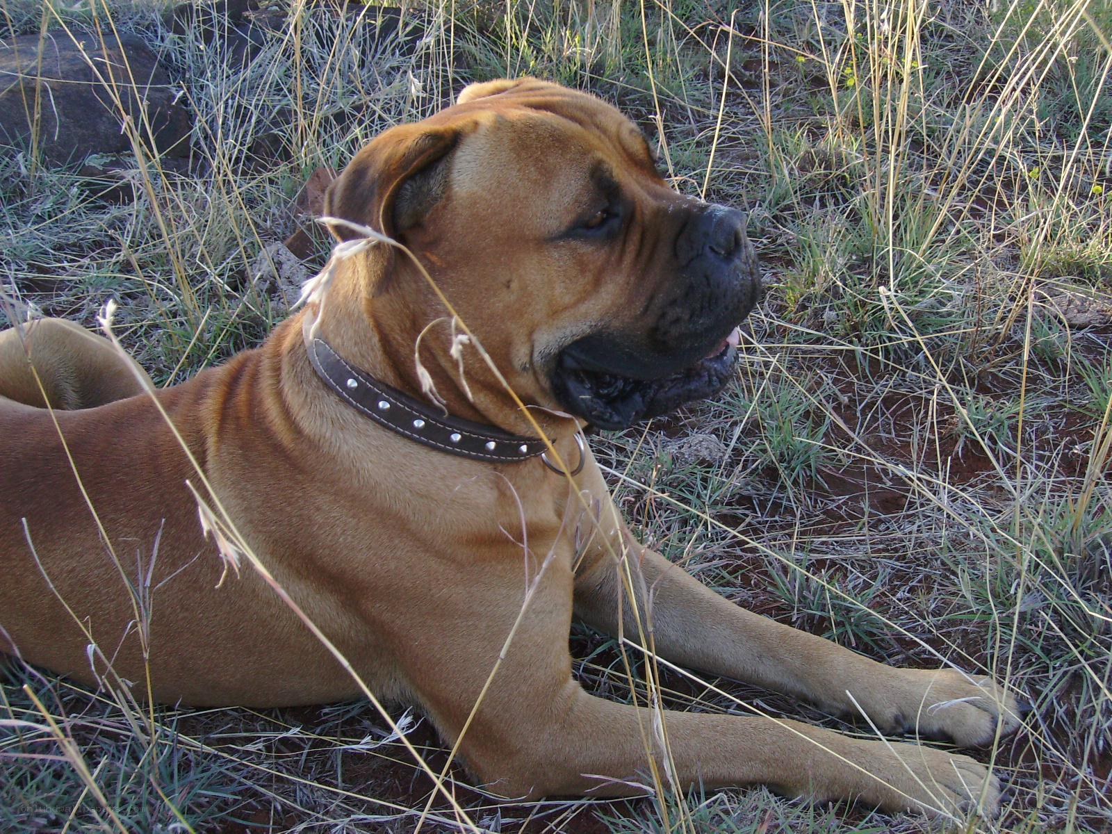 dog resting in grass