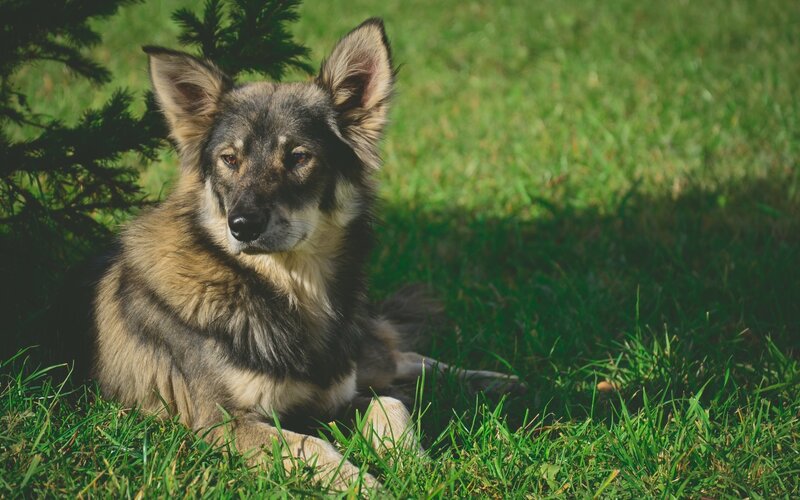 dog resting in grass