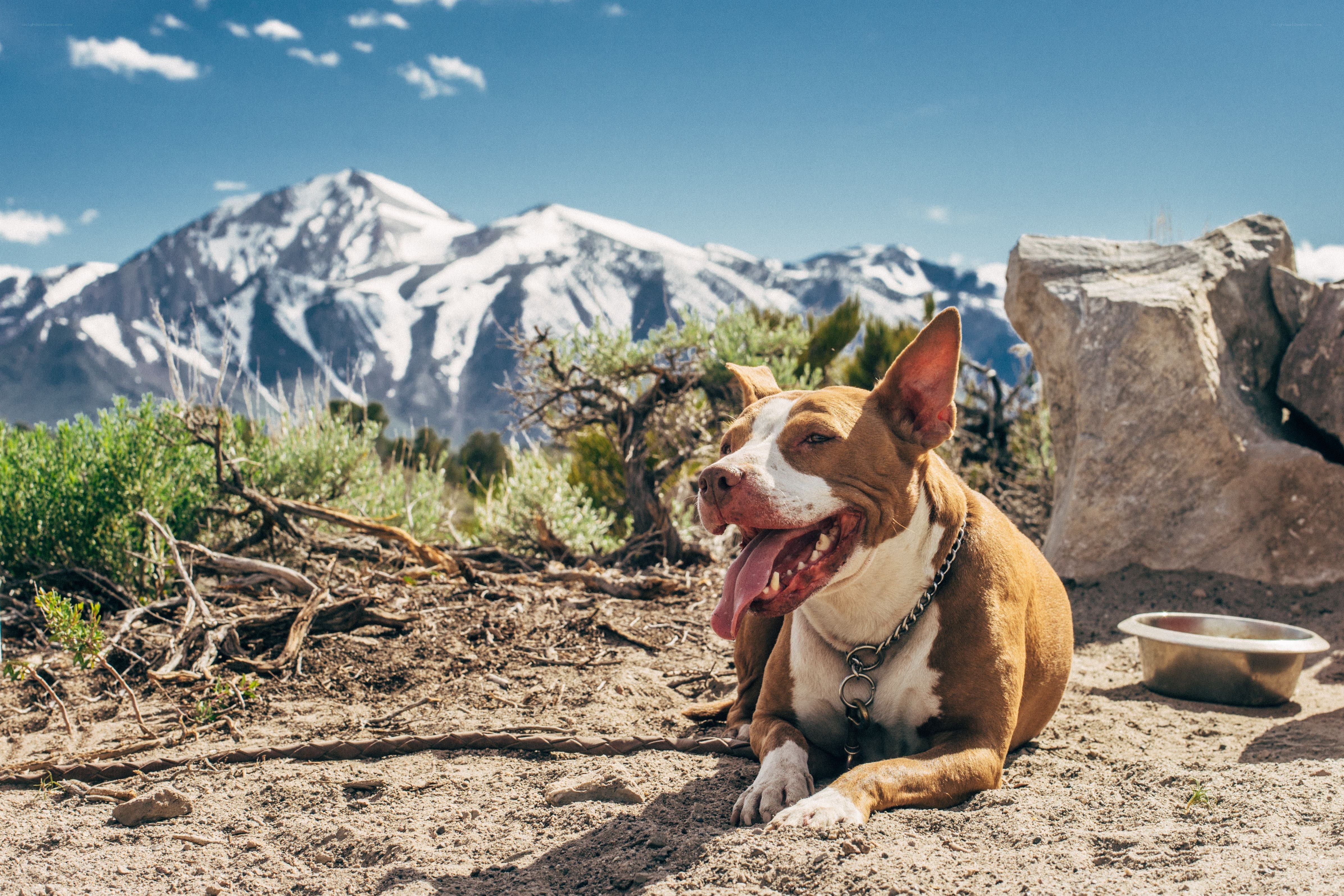 Dog resting in mountain landscape