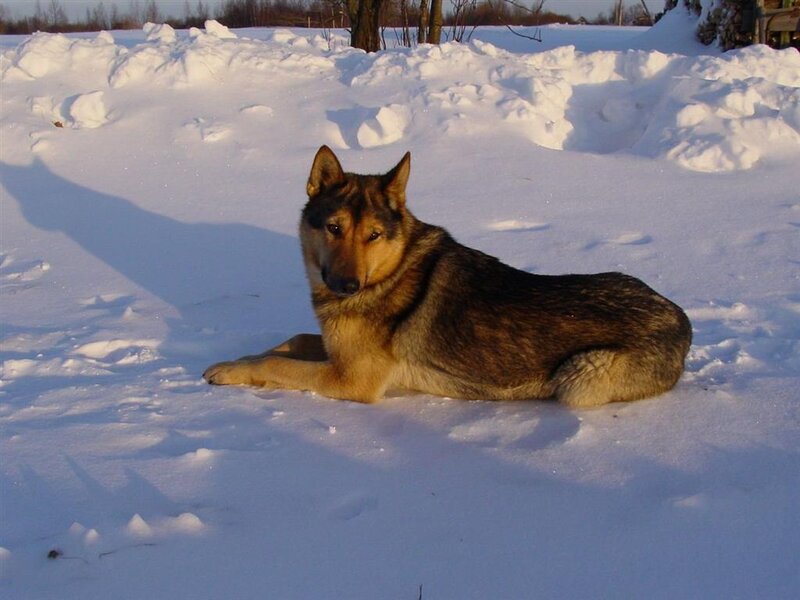 dog resting in snow