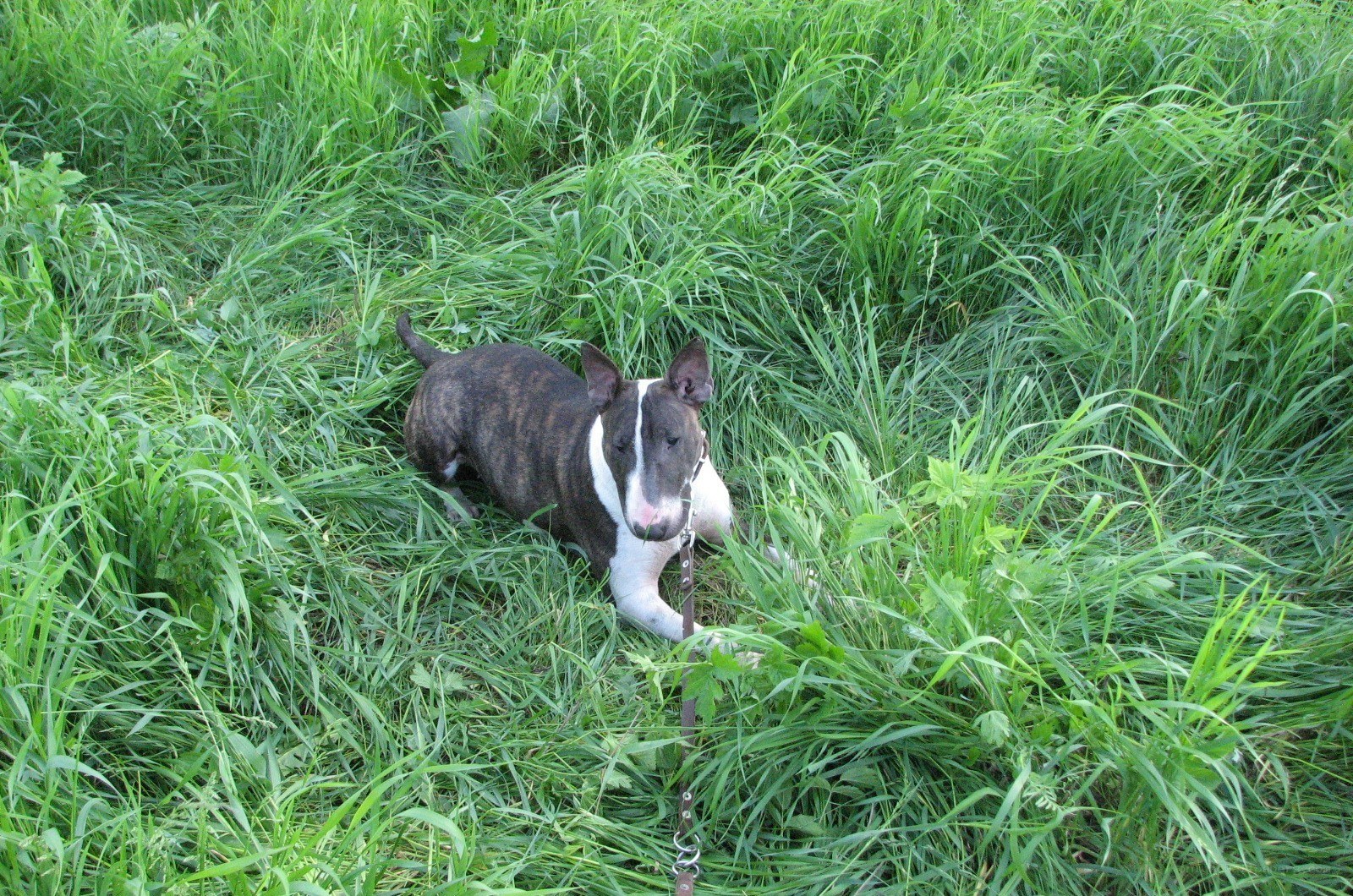 dog resting in tall grass