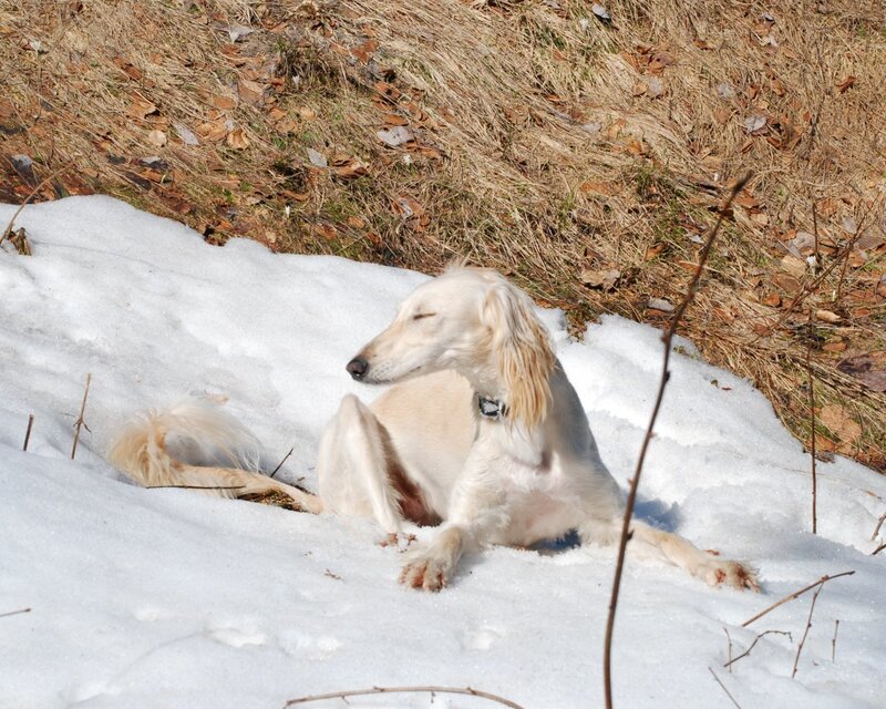 Dog resting in the snow