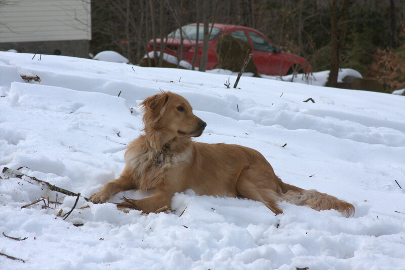 dog resting in the snow