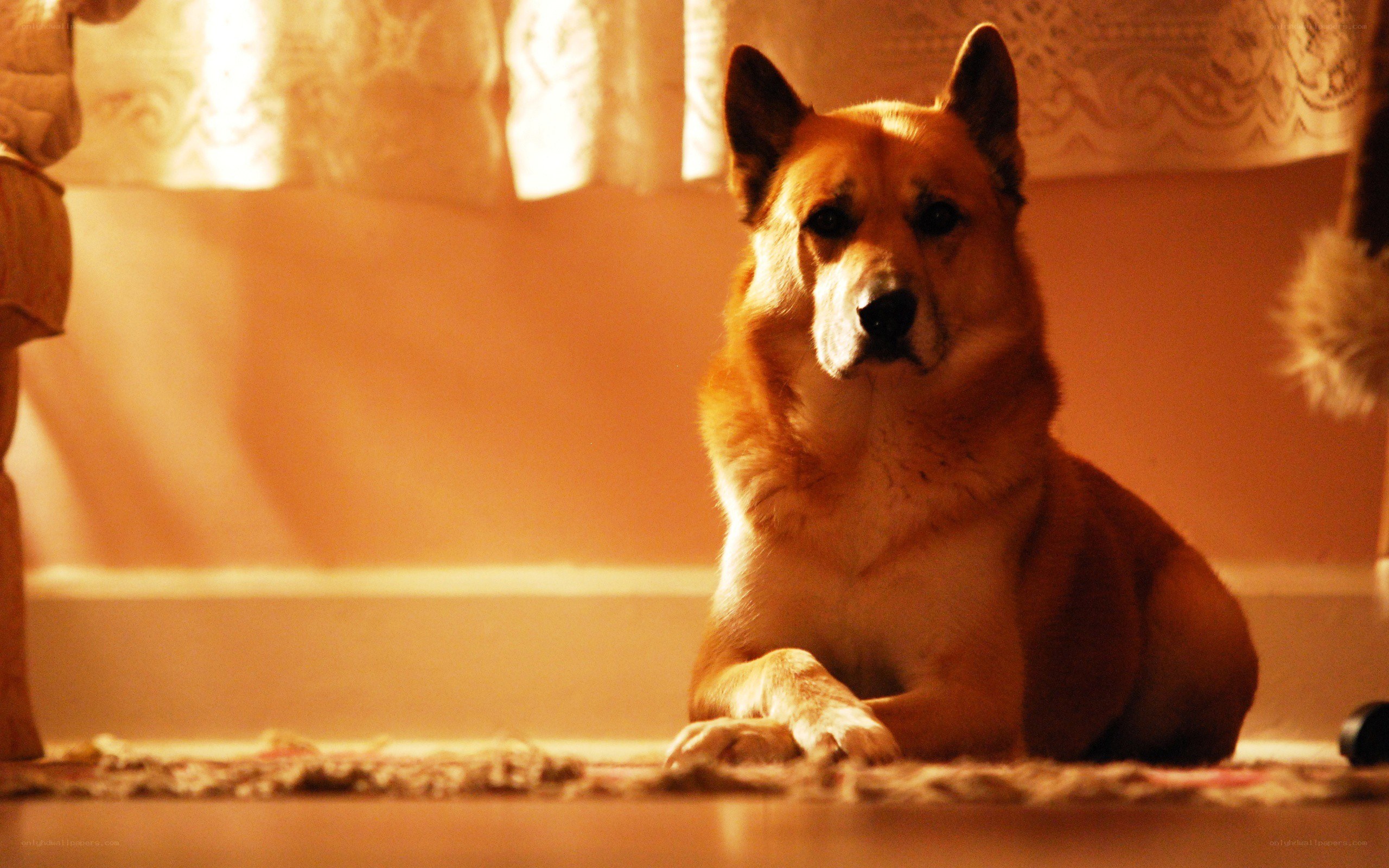 dog resting in warm light