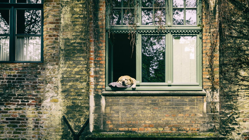 Dog Resting in Window