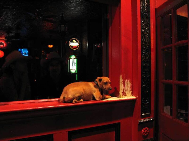 Dog resting on a bar counter