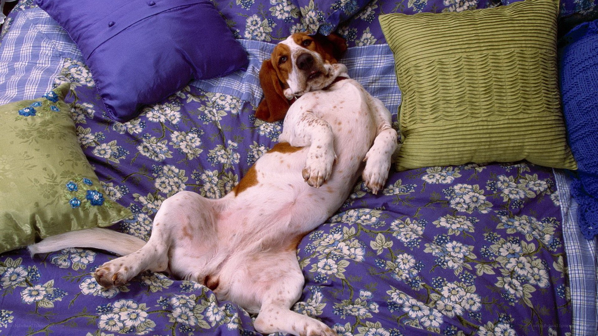 dog resting on a bed