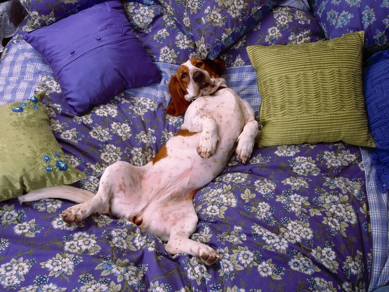 dog resting on a bed