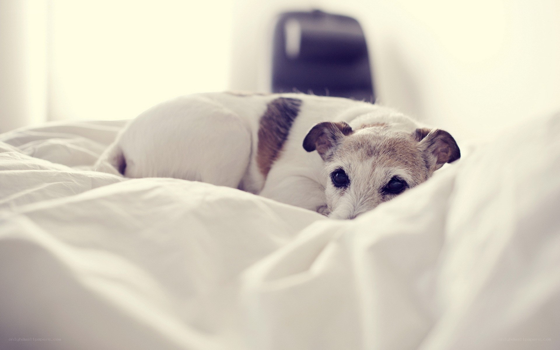 dog resting on a bed