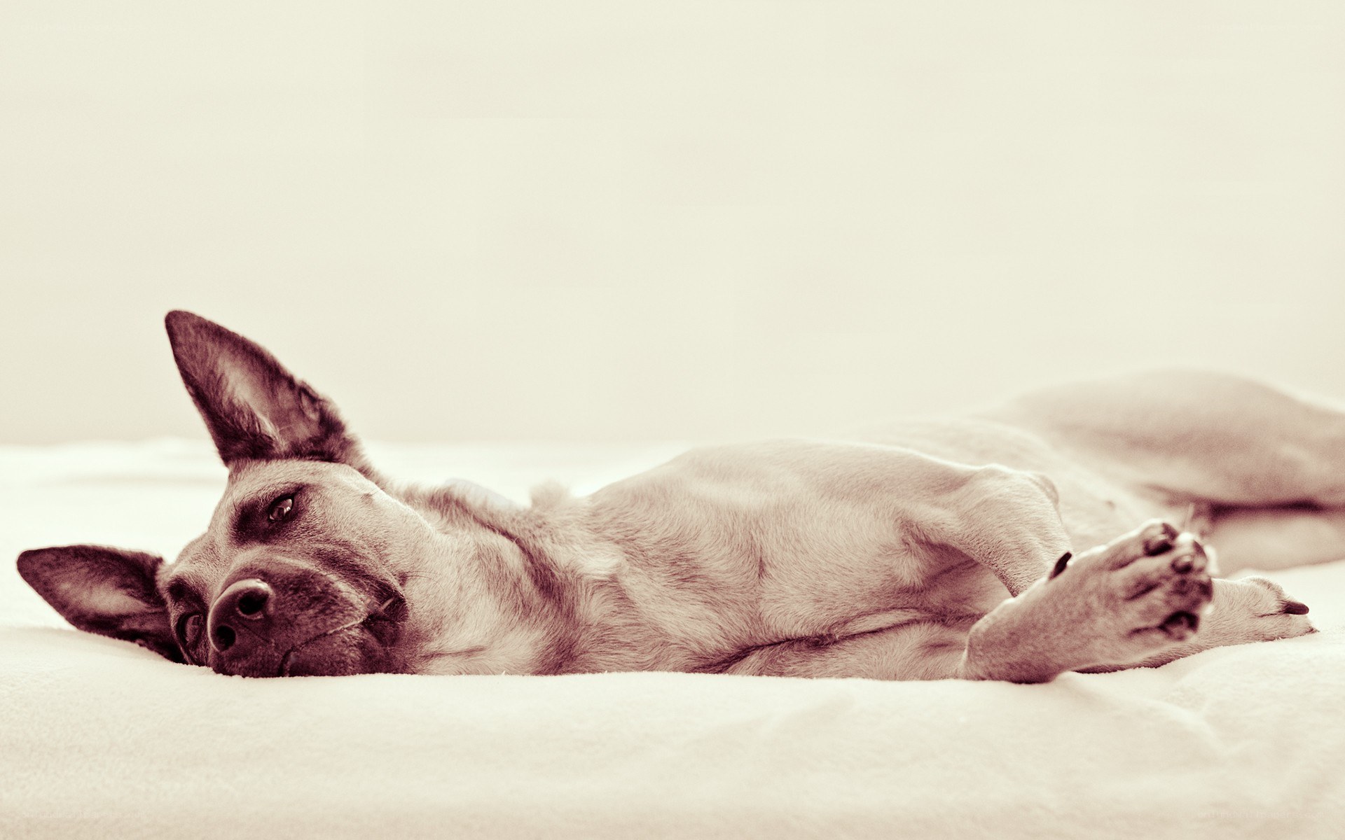 dog resting on a bed