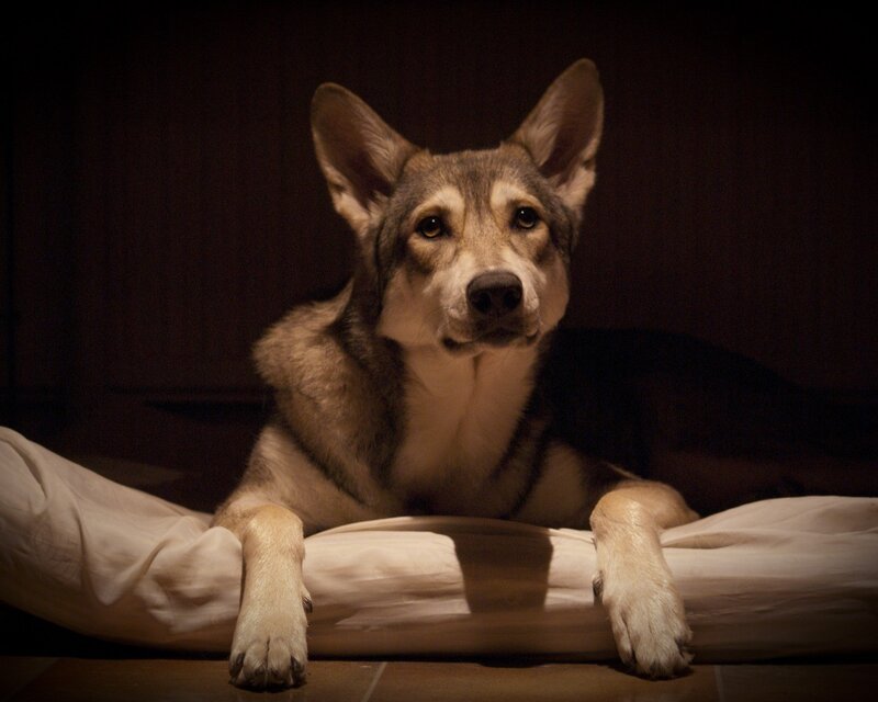 dog resting on a bed