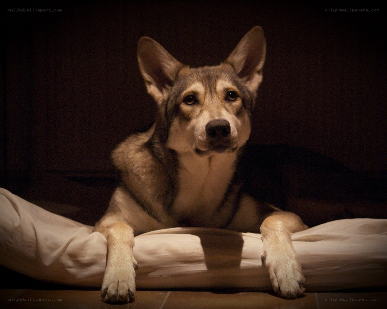 dog resting on a bed