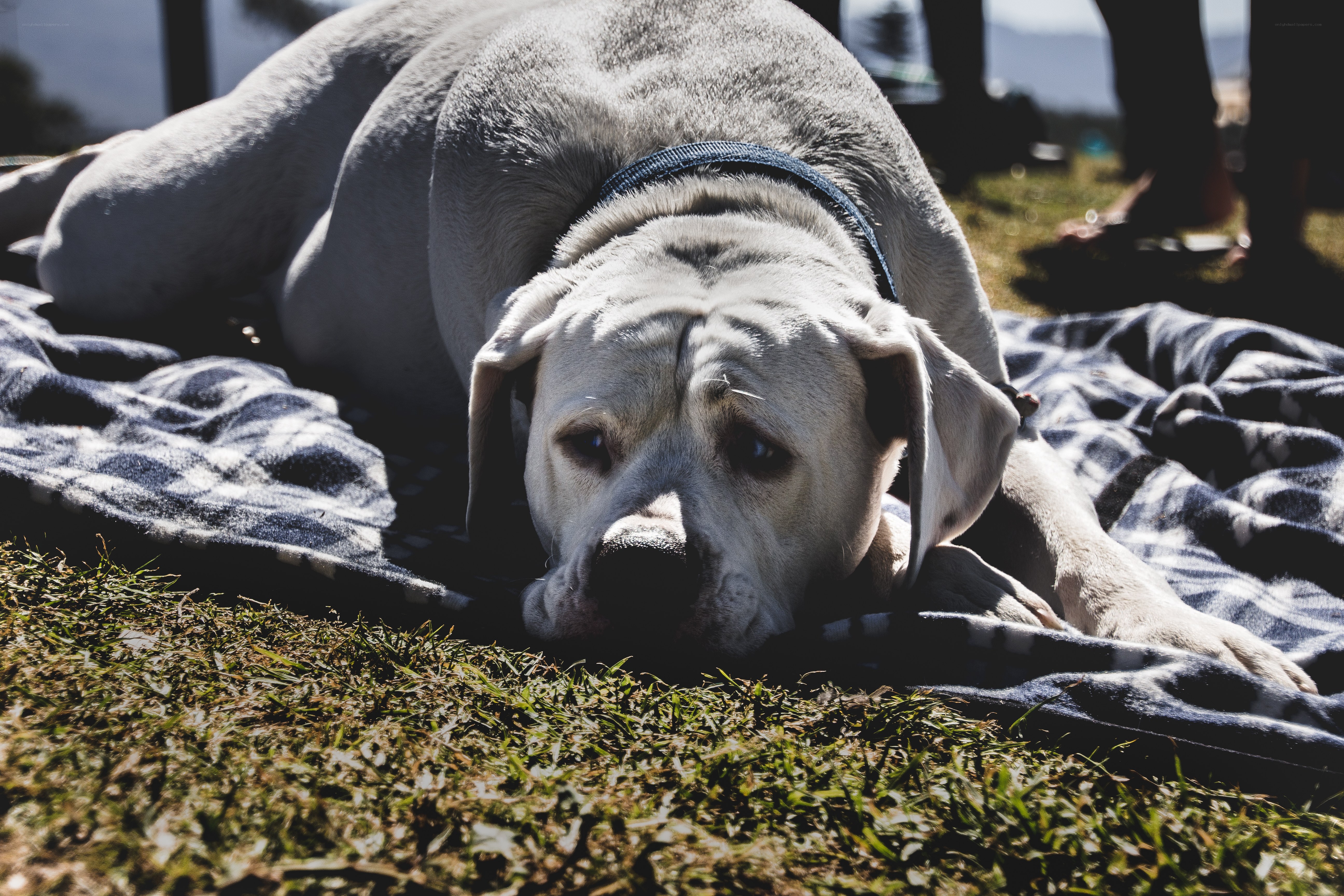 dog resting on a blanket